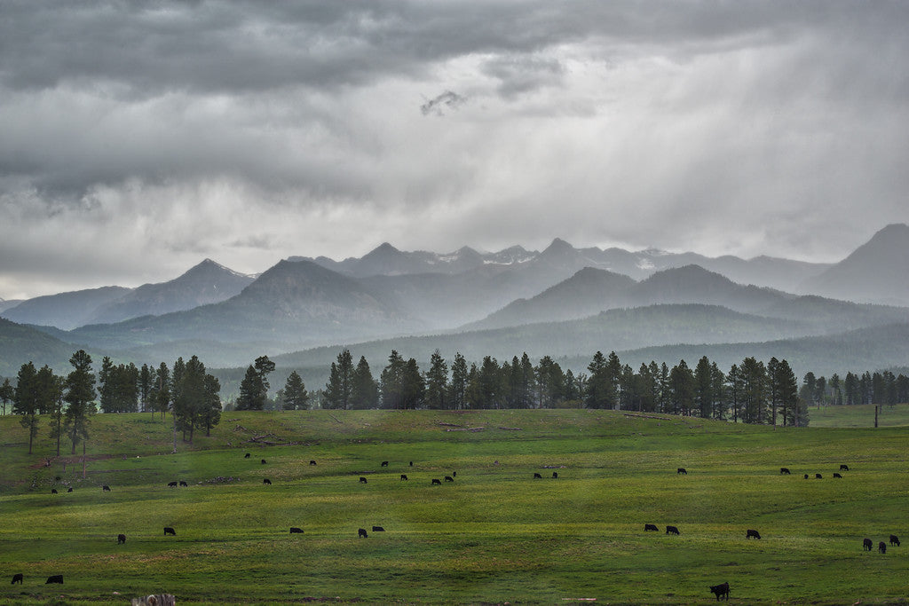 2014 Year of the Wool